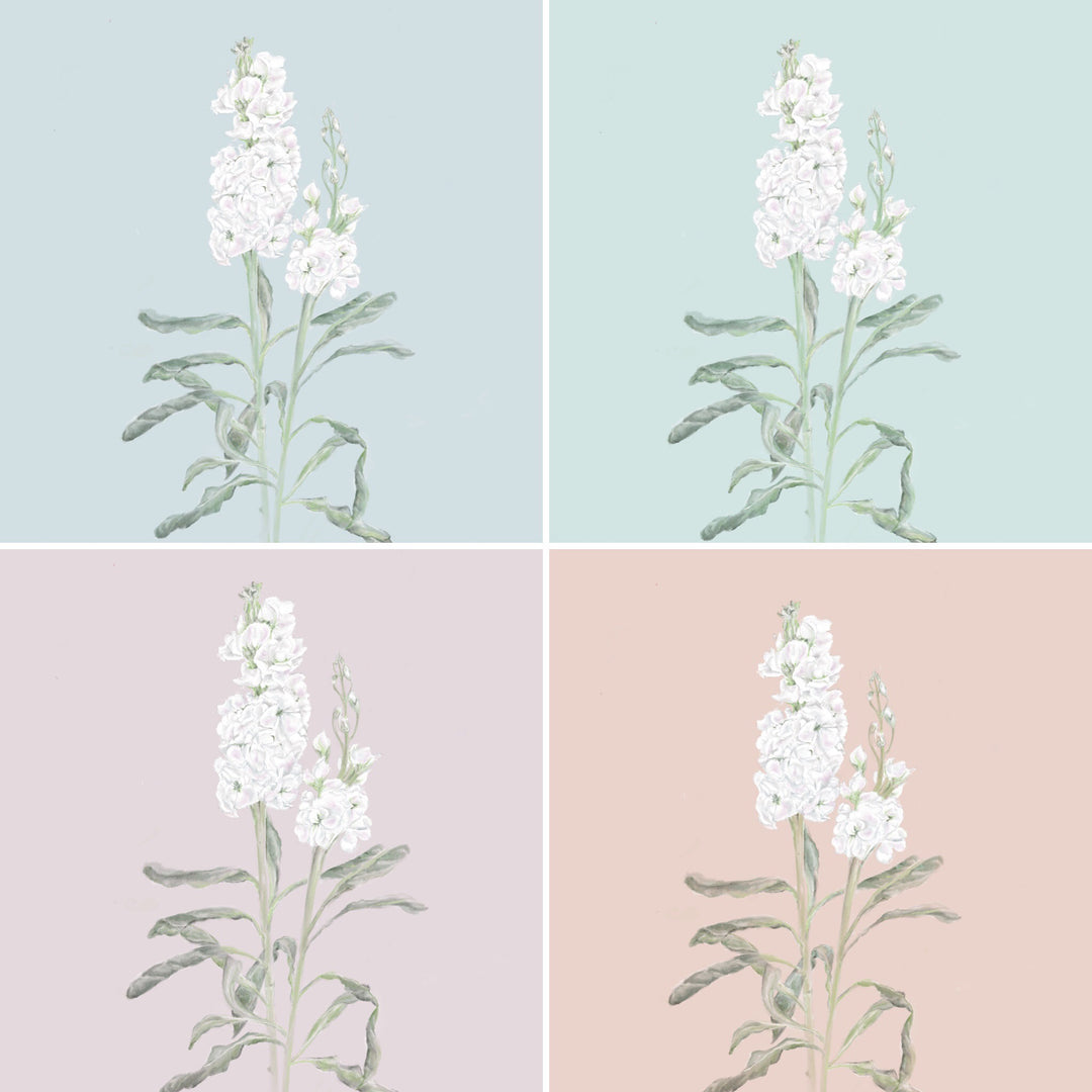 White Stock Flower Art Print
