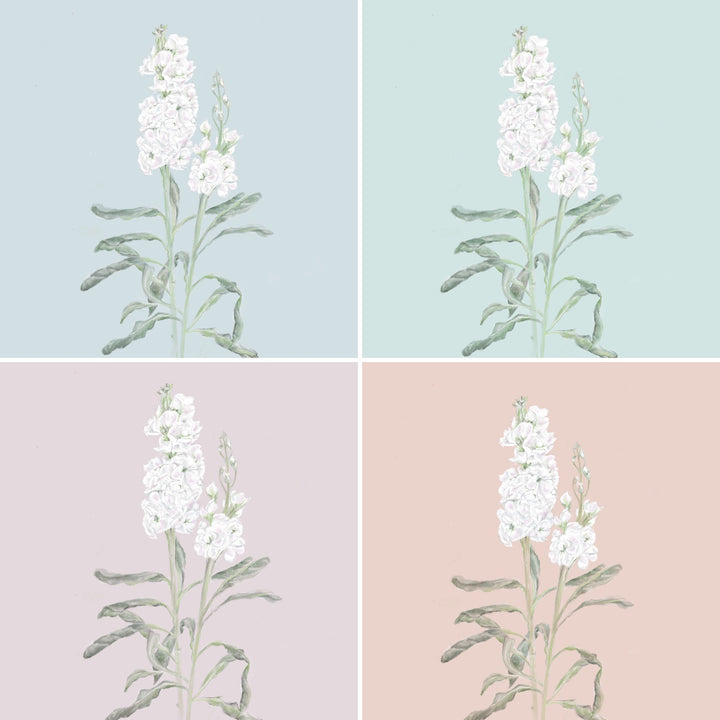 White Stock Flower Art Print