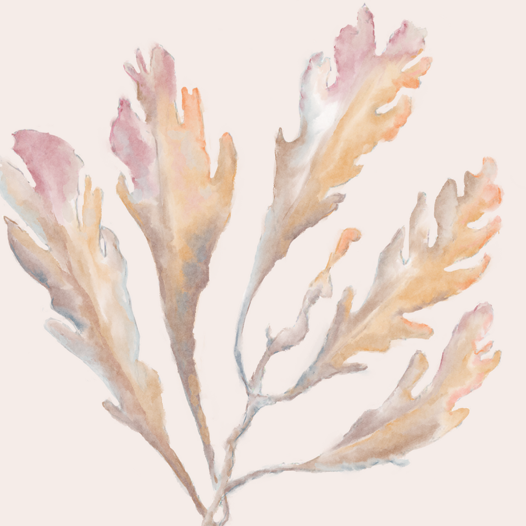 Brown Algae Art Print
