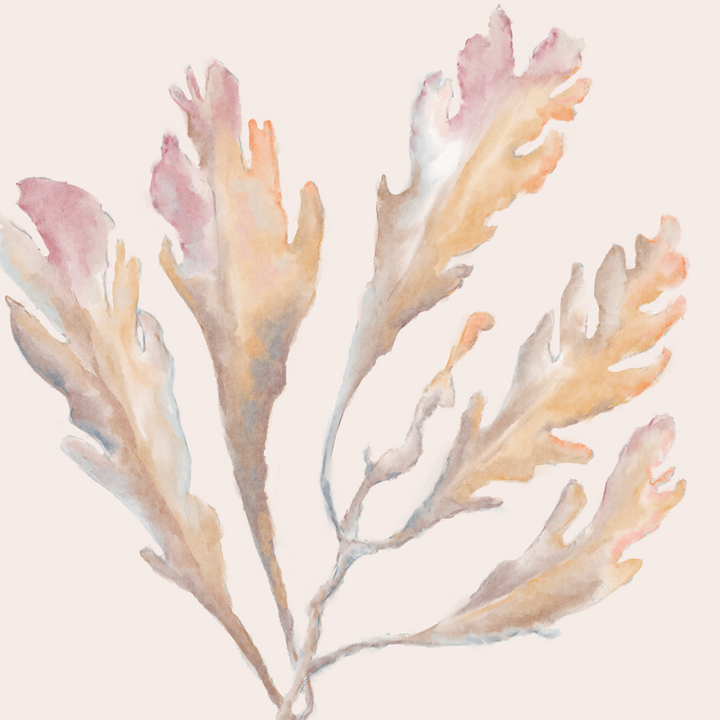 Brown Algae Art Print