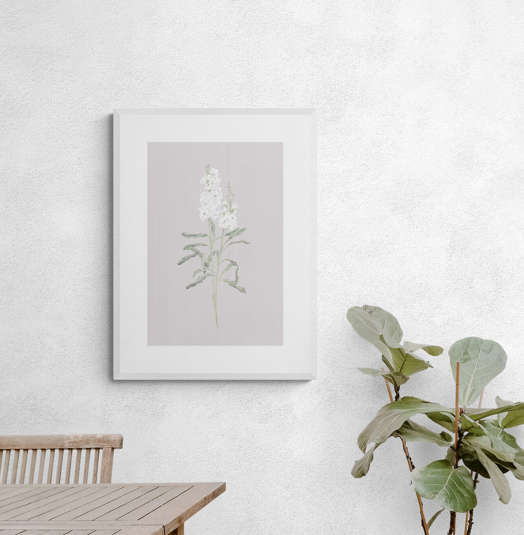 White Stock Flower Art Print