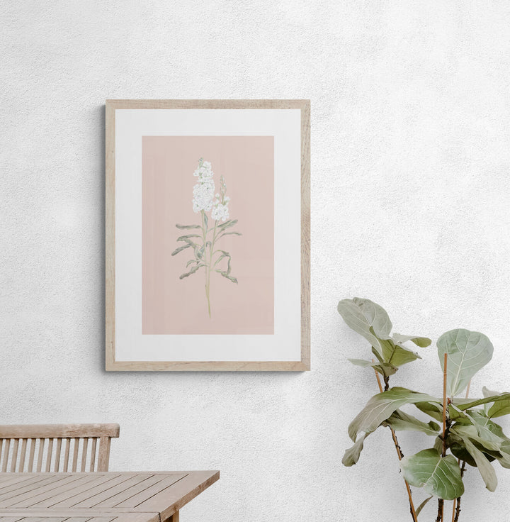 White Stock Flower Art Print