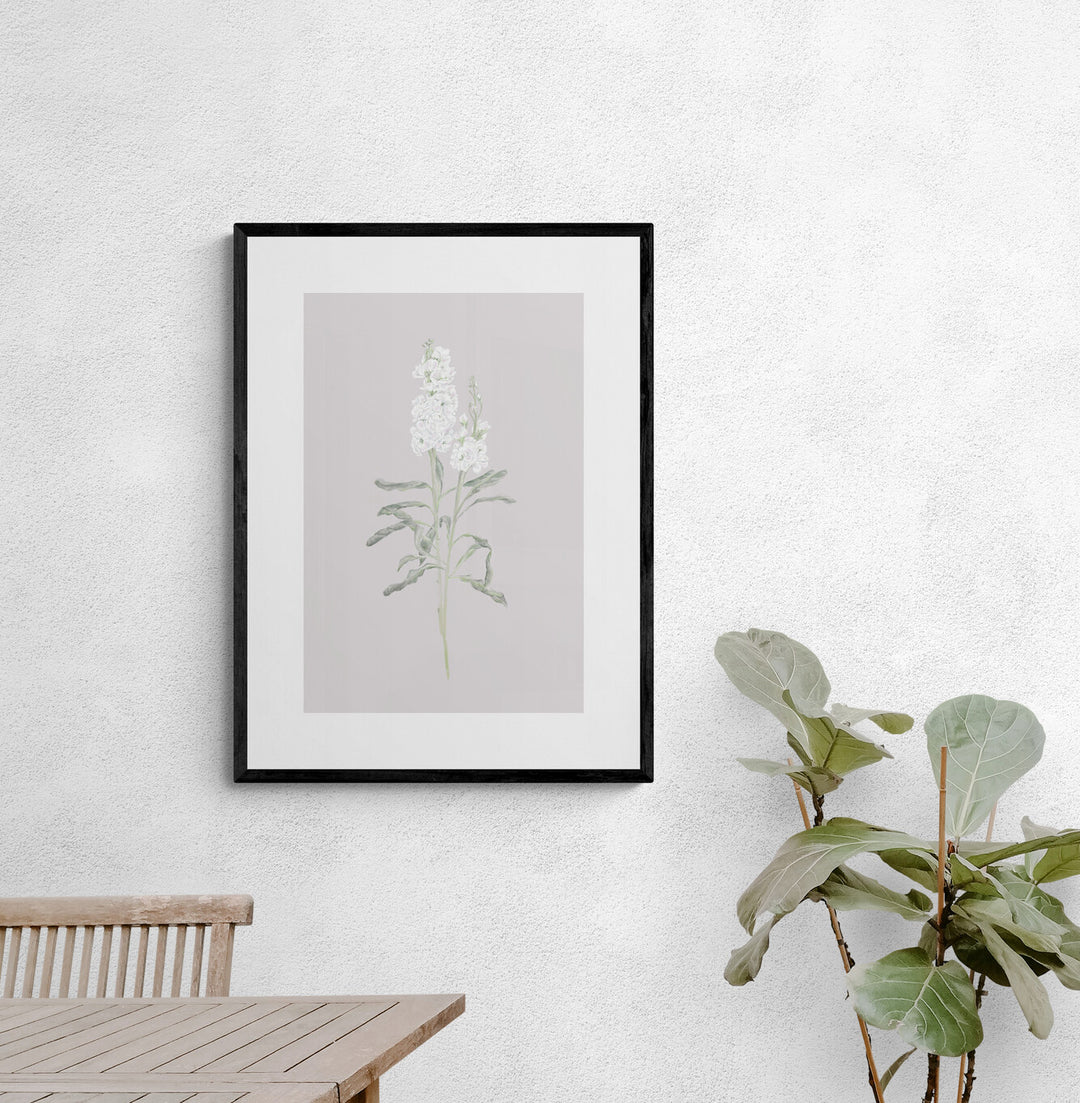 White Stock Flower Art Print
