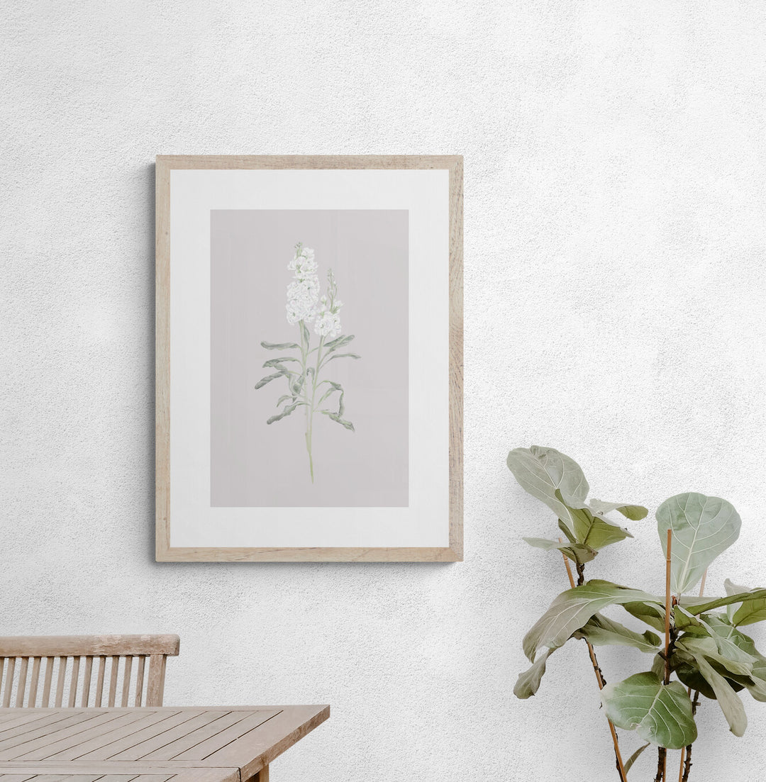 White Stock Flower Art Print